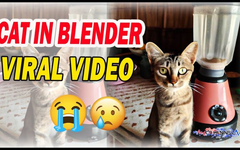 Cat in a Blender Full Video