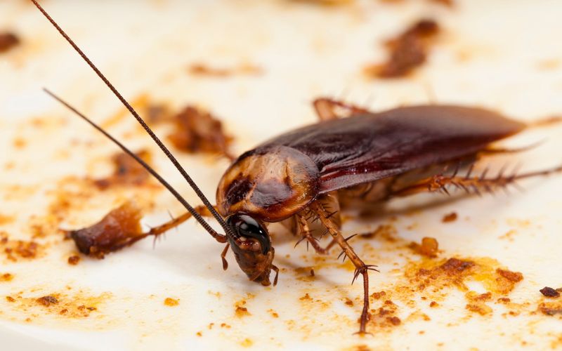 Can Cockroaches Live In Your Pee Pee